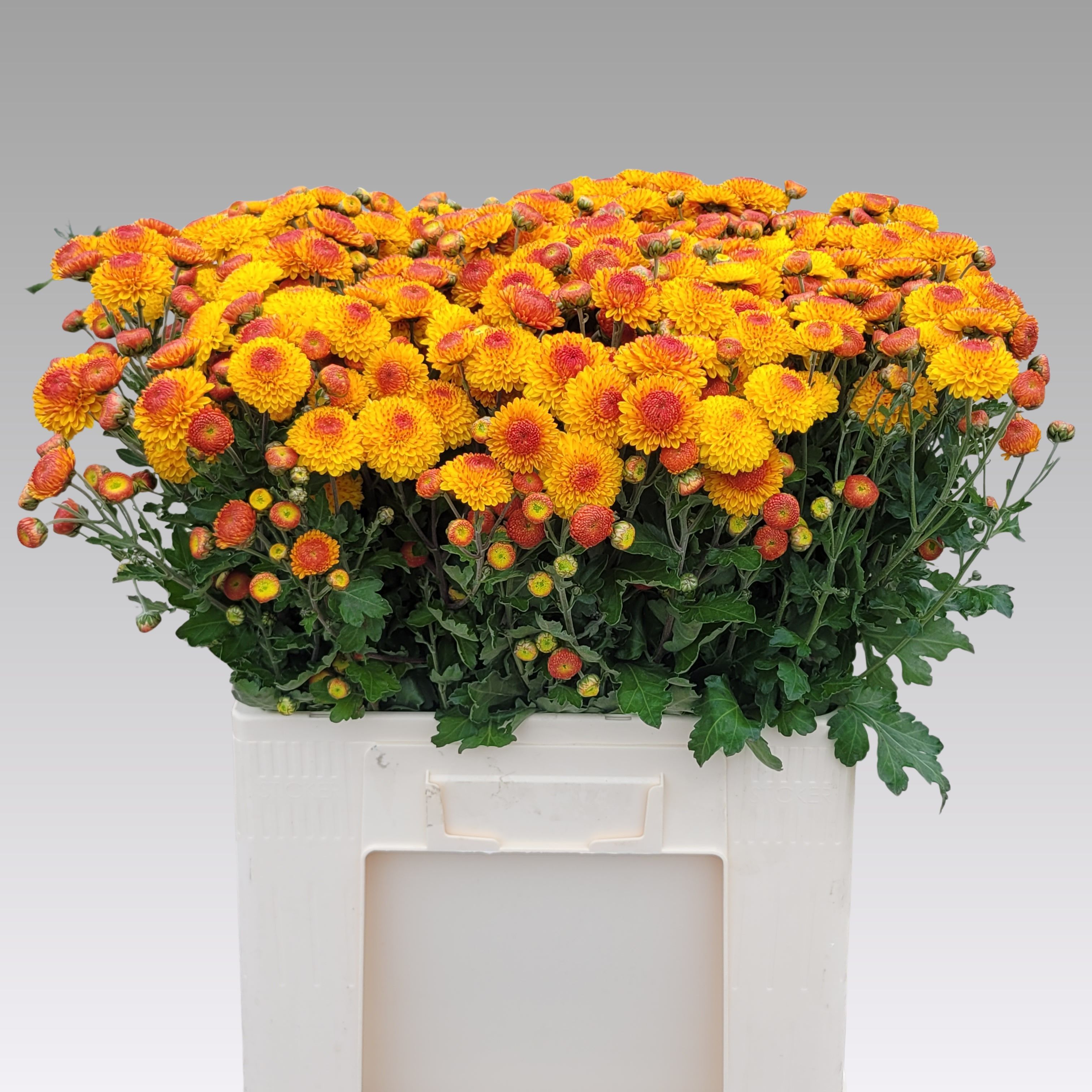 Chrysant Tbu Bright Eye 50cm 55gram