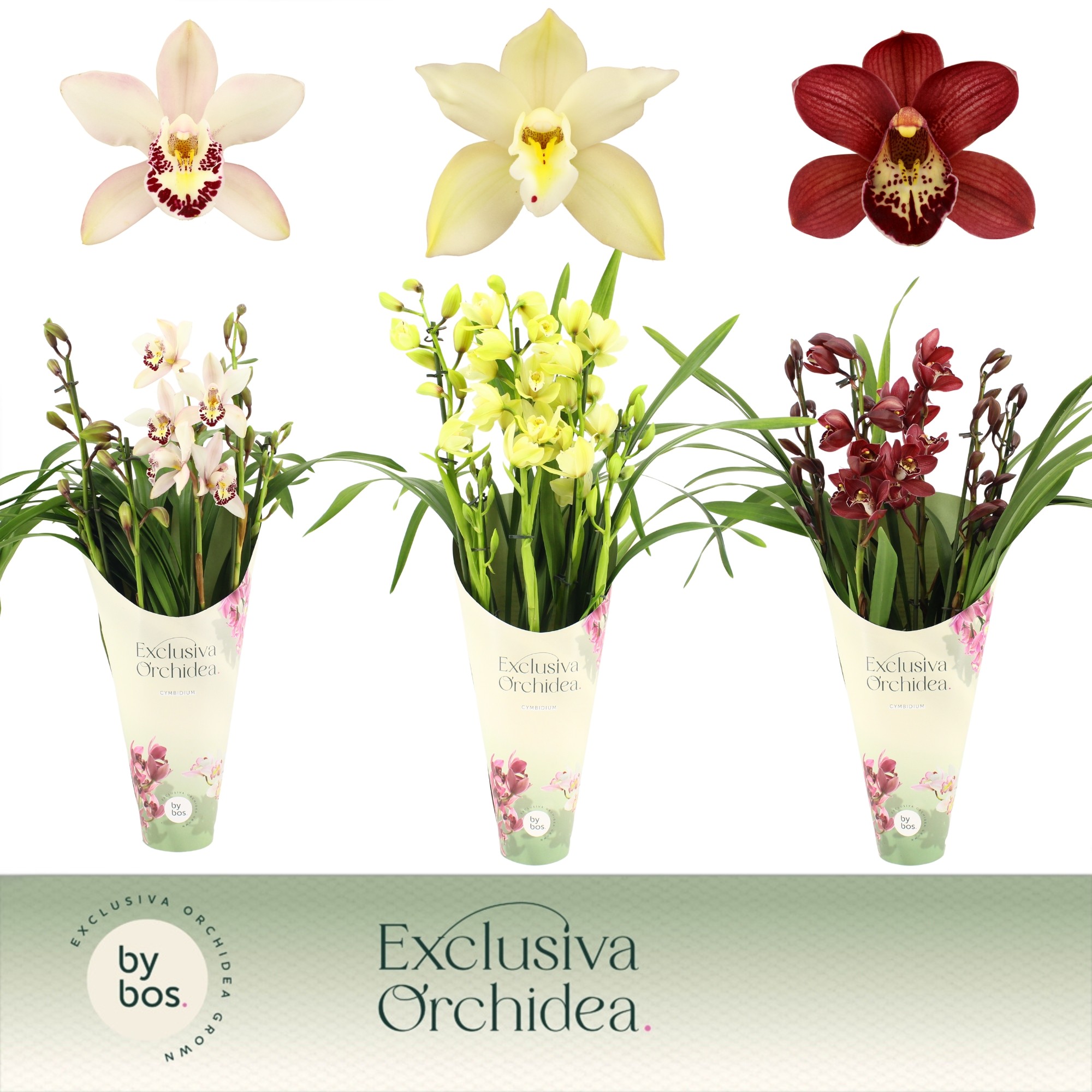 Picture of Cymbidium hybrid Mix 5-Spikes Exclusiva Orchidea Potcover P12 60CM