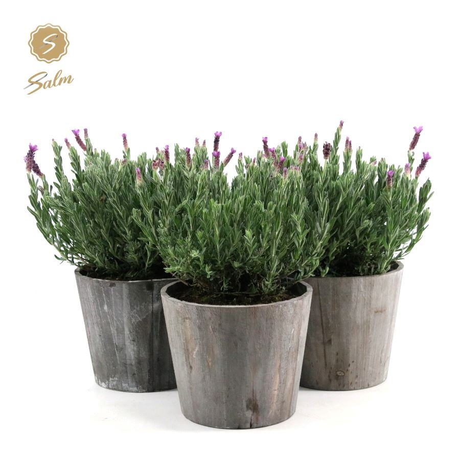 Picture of Lavandula st. 'Anouk'® Collection P19 in Wood