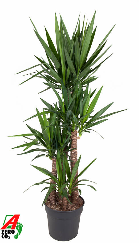 Picture of Yucca 120-90-60-30 P34 180cm (LOOSE)