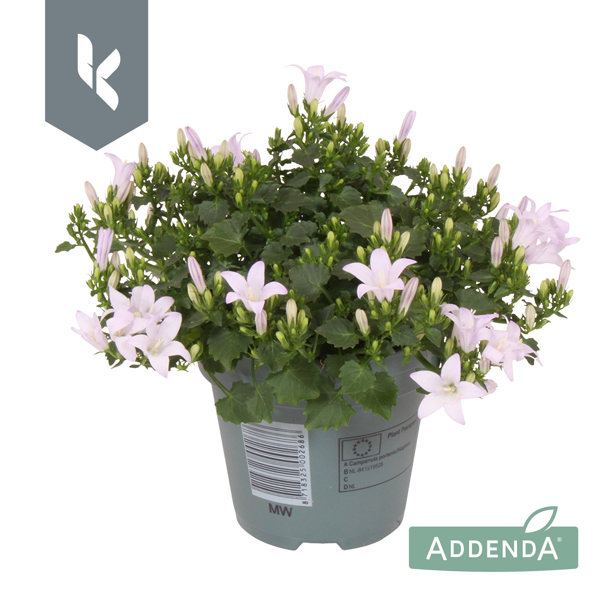 Picture of Campanula Ambella White P10.5