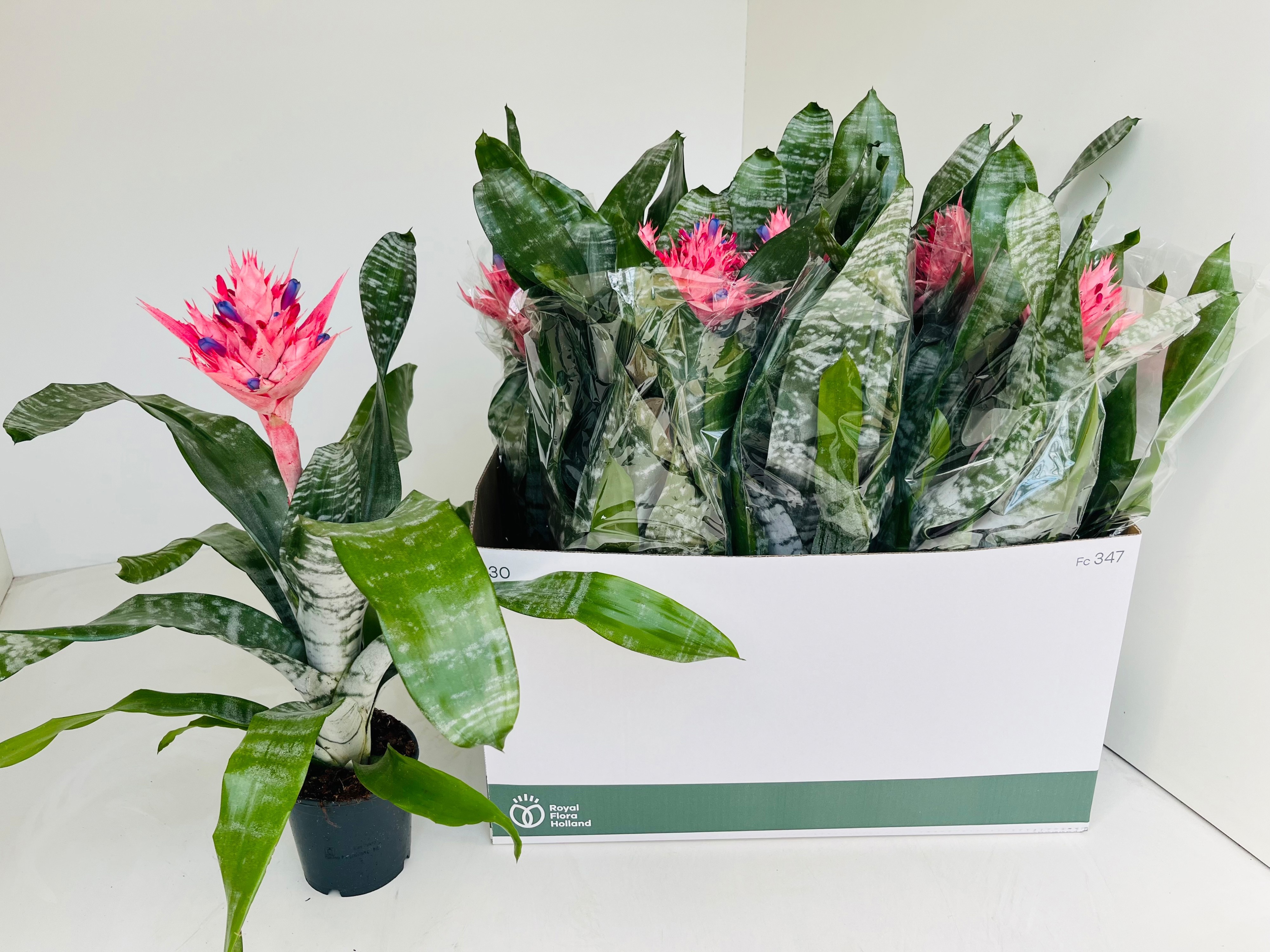 Aechmea fasciata 'Primera' - Kokerbromelia