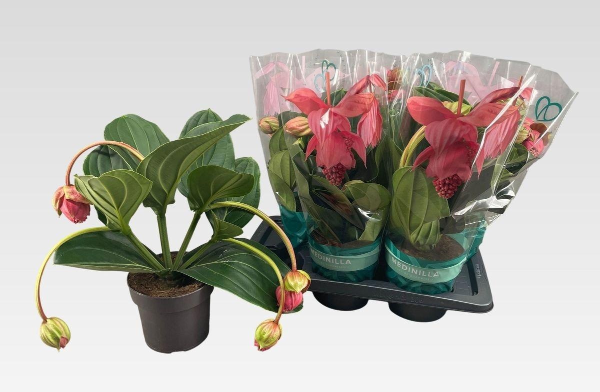 Medin Mag Flamenco 17P 40H 4bloem 23bloei