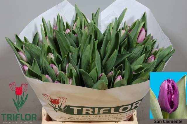 Tulipa Frilled San Clemente 42cm 47gram