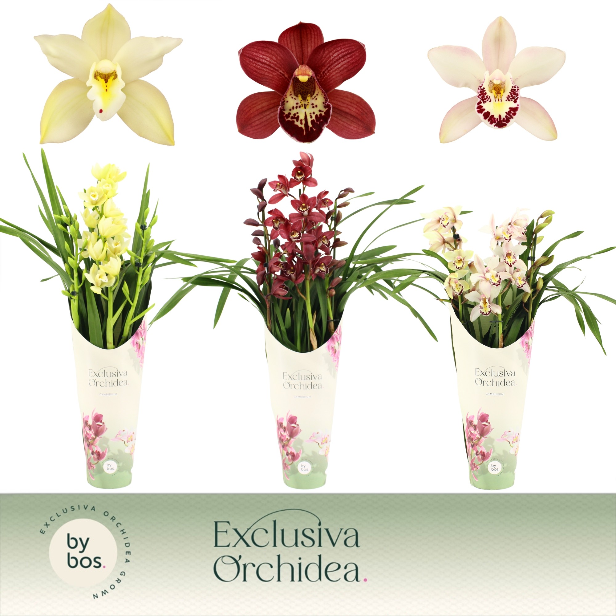 Picture of Cymbidium hybrid Mix 3-Spikes Exclusiva Orchidea Potcover P14 70CM