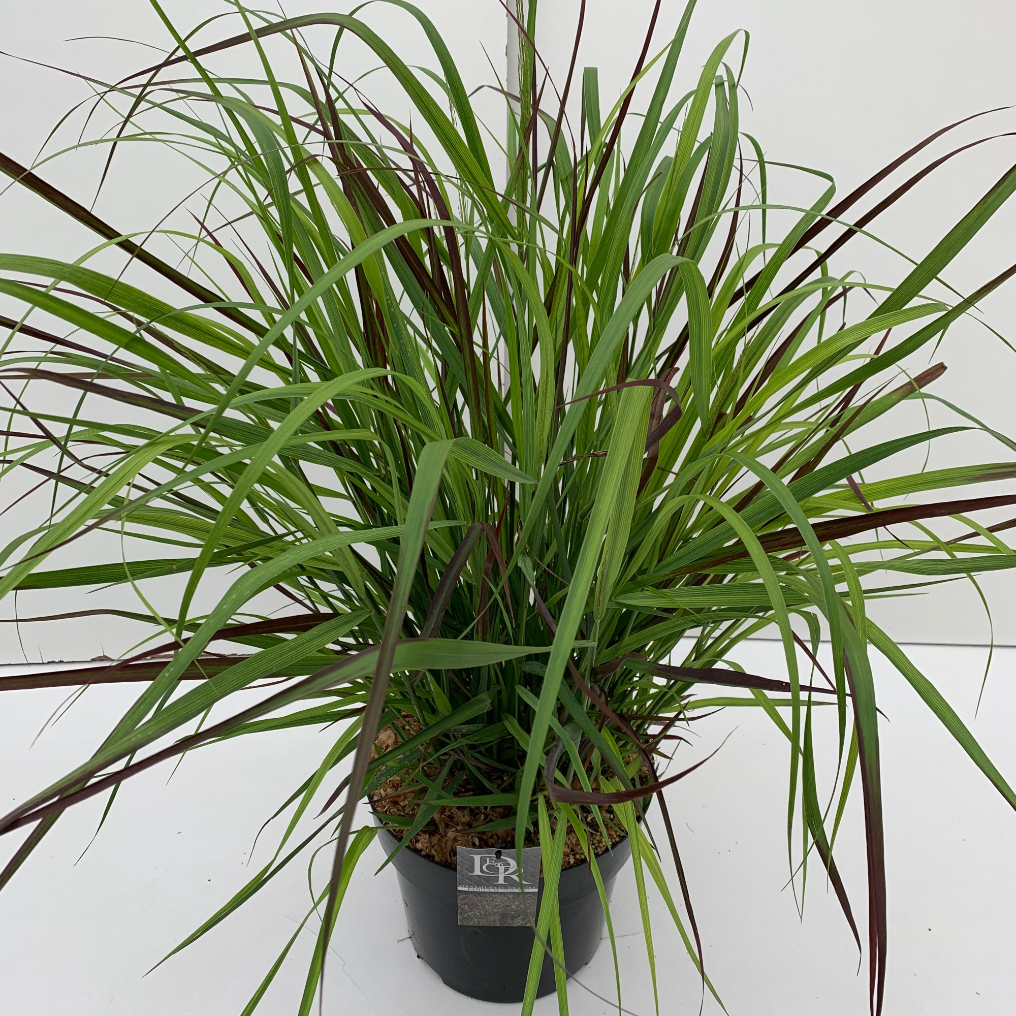 Picture of Panicum Squaw P29 (10 Ltr)