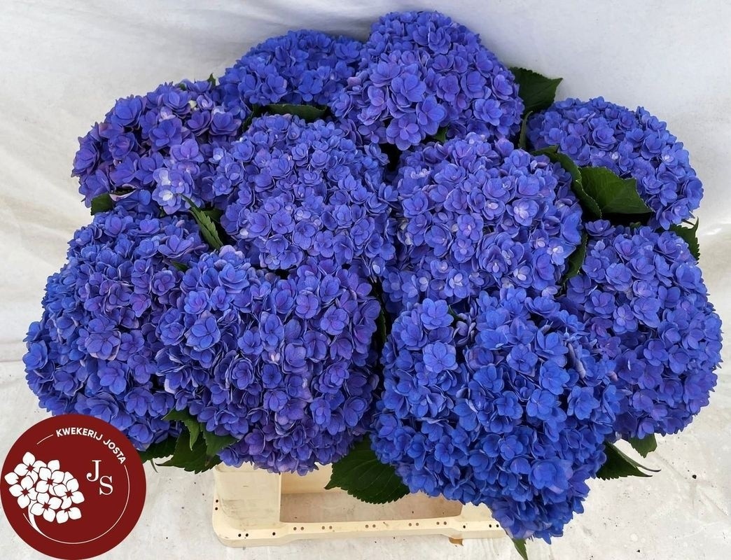 Hydrangea Royal Kiss 60cm 17Ø