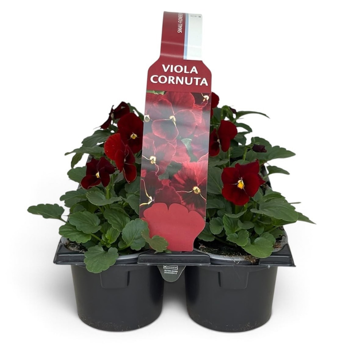 Viola Sixpack Viola Cornuta Red