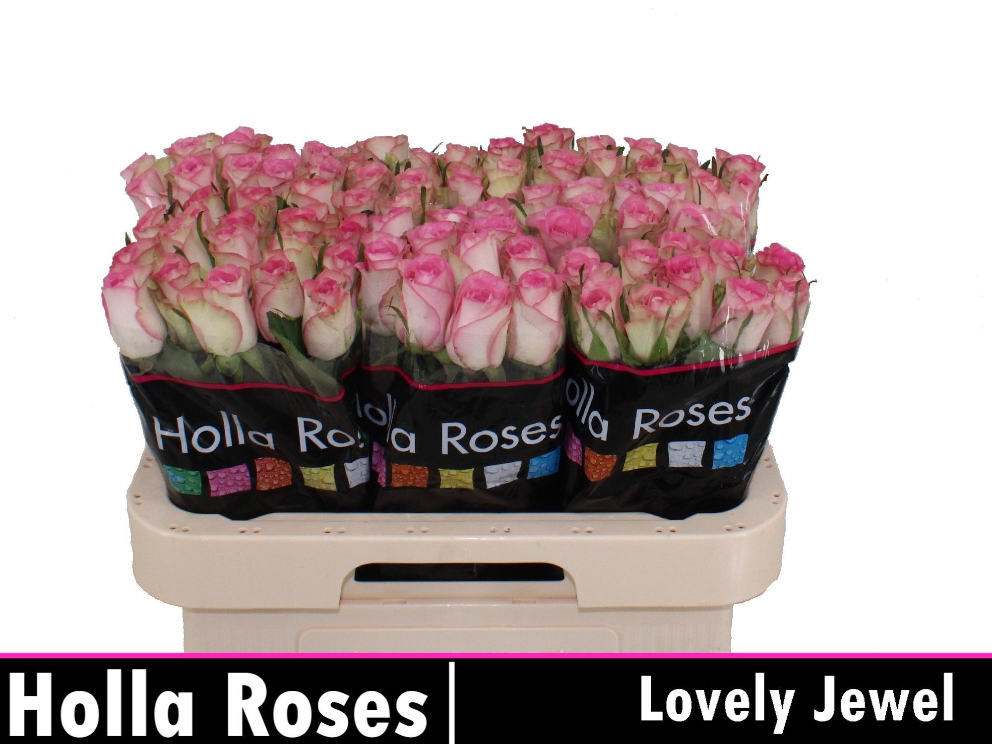 R Gr Lovely Jewel