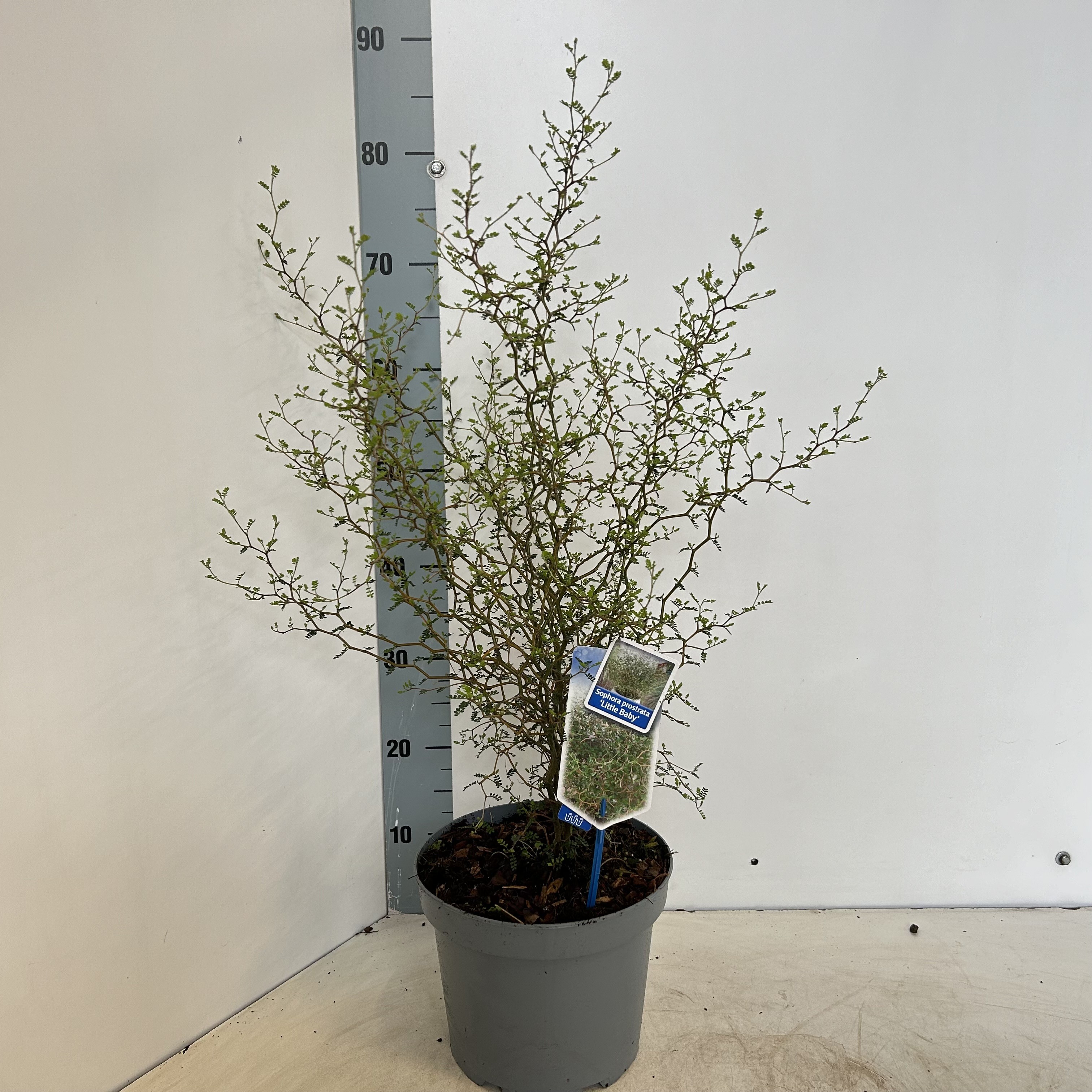 Picture of Sophora prostata Little Baby P23 (5 Ltr)