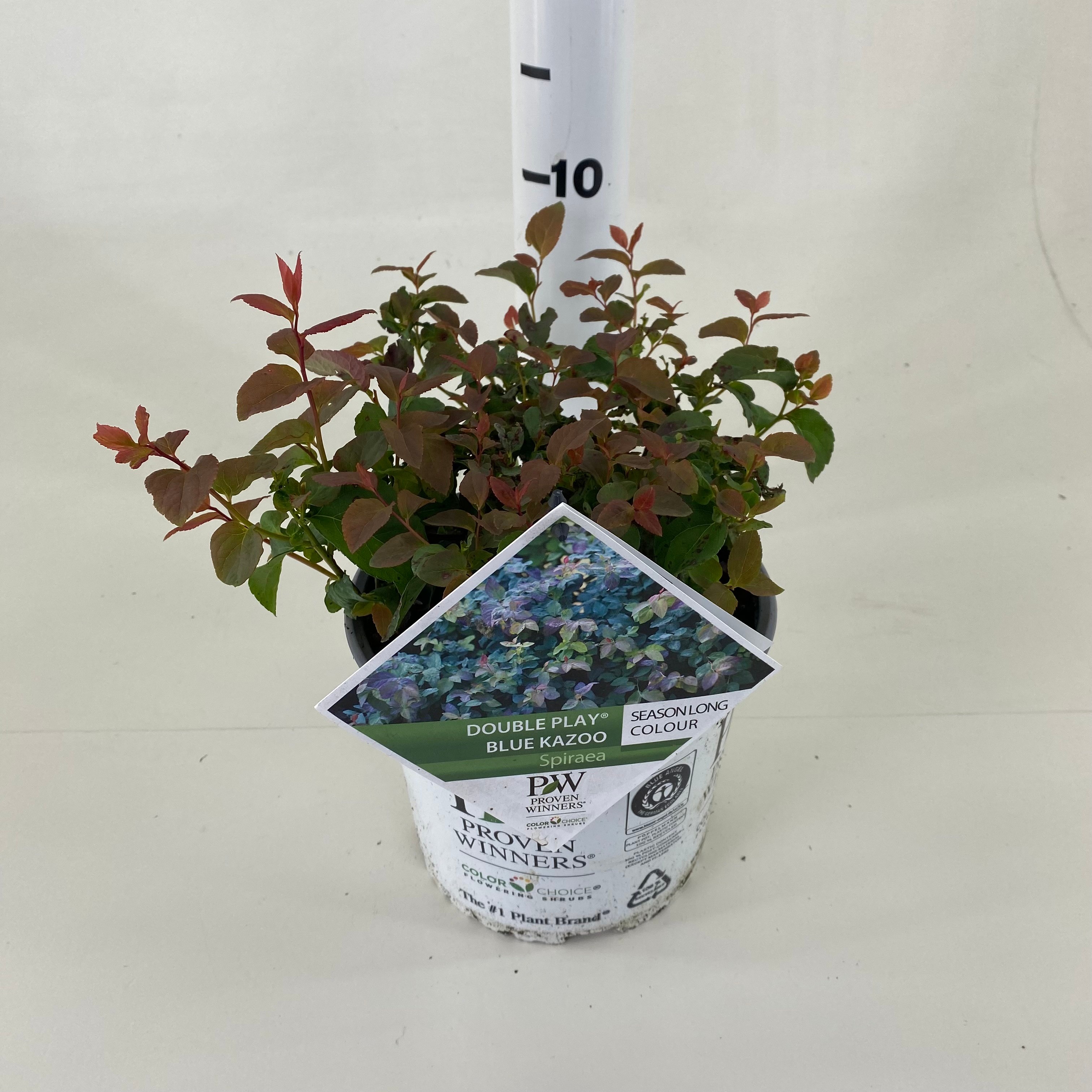 Picture of Spiraea Double Play ® Blue Kazoo P19 (3 Ltr)