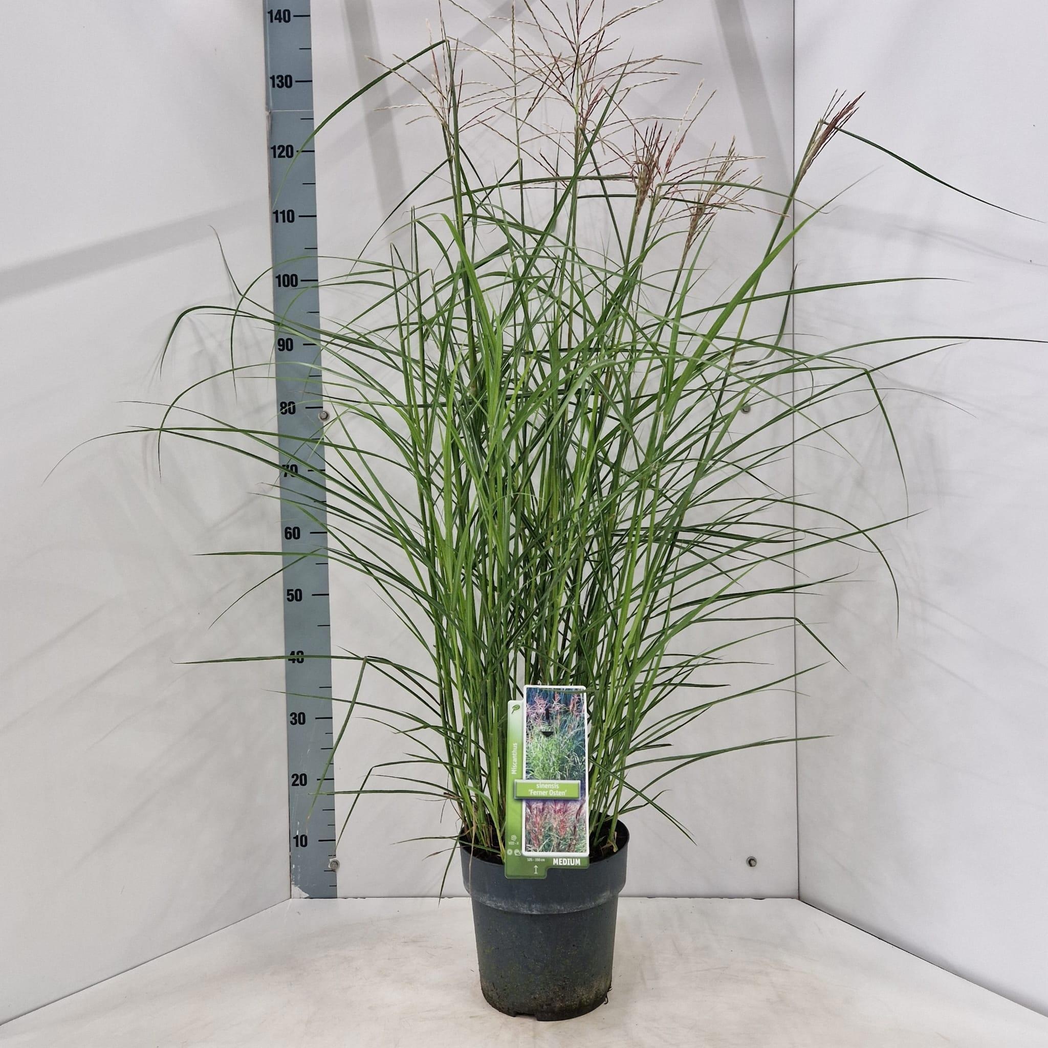 Miscanthus sinensis 'Ferner Osten'