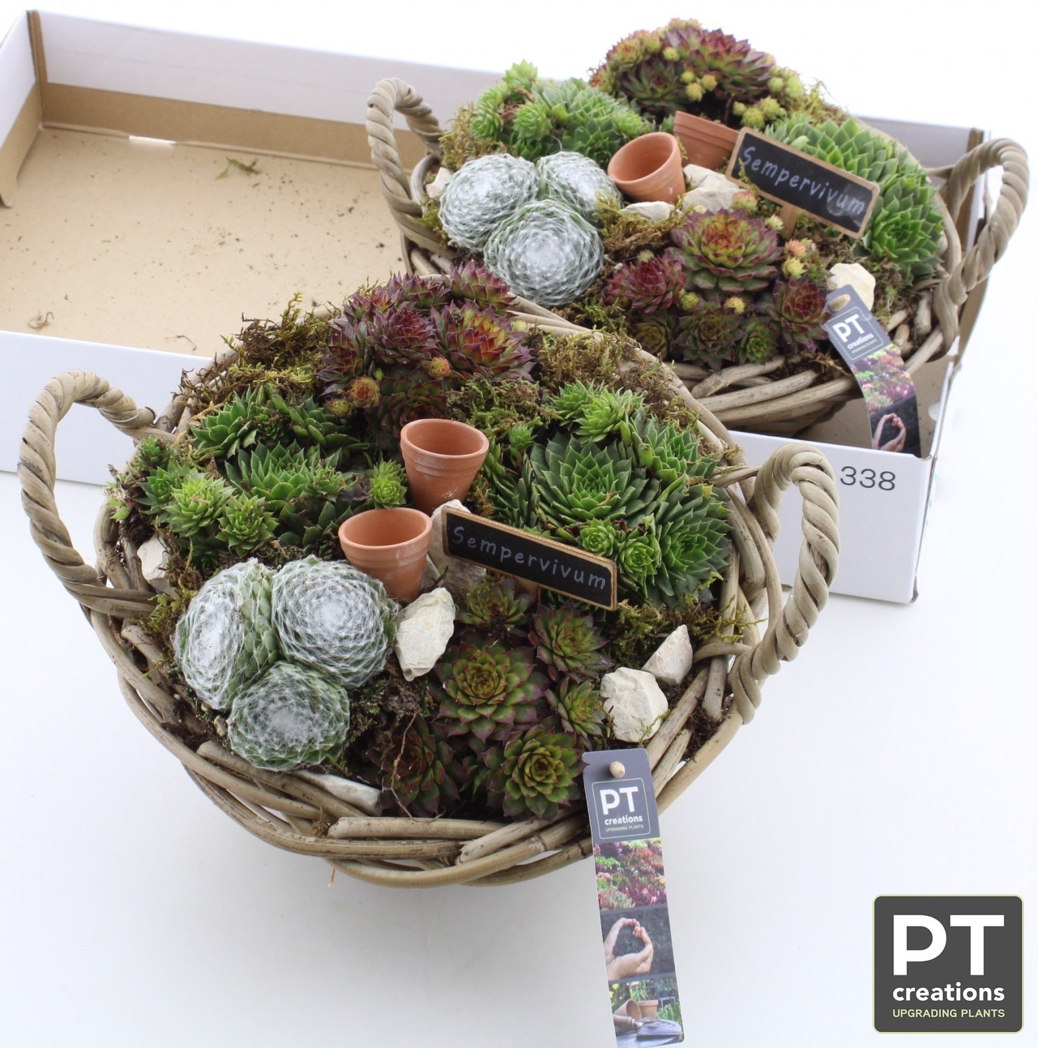 Arr Sempervivum 32P 21cm