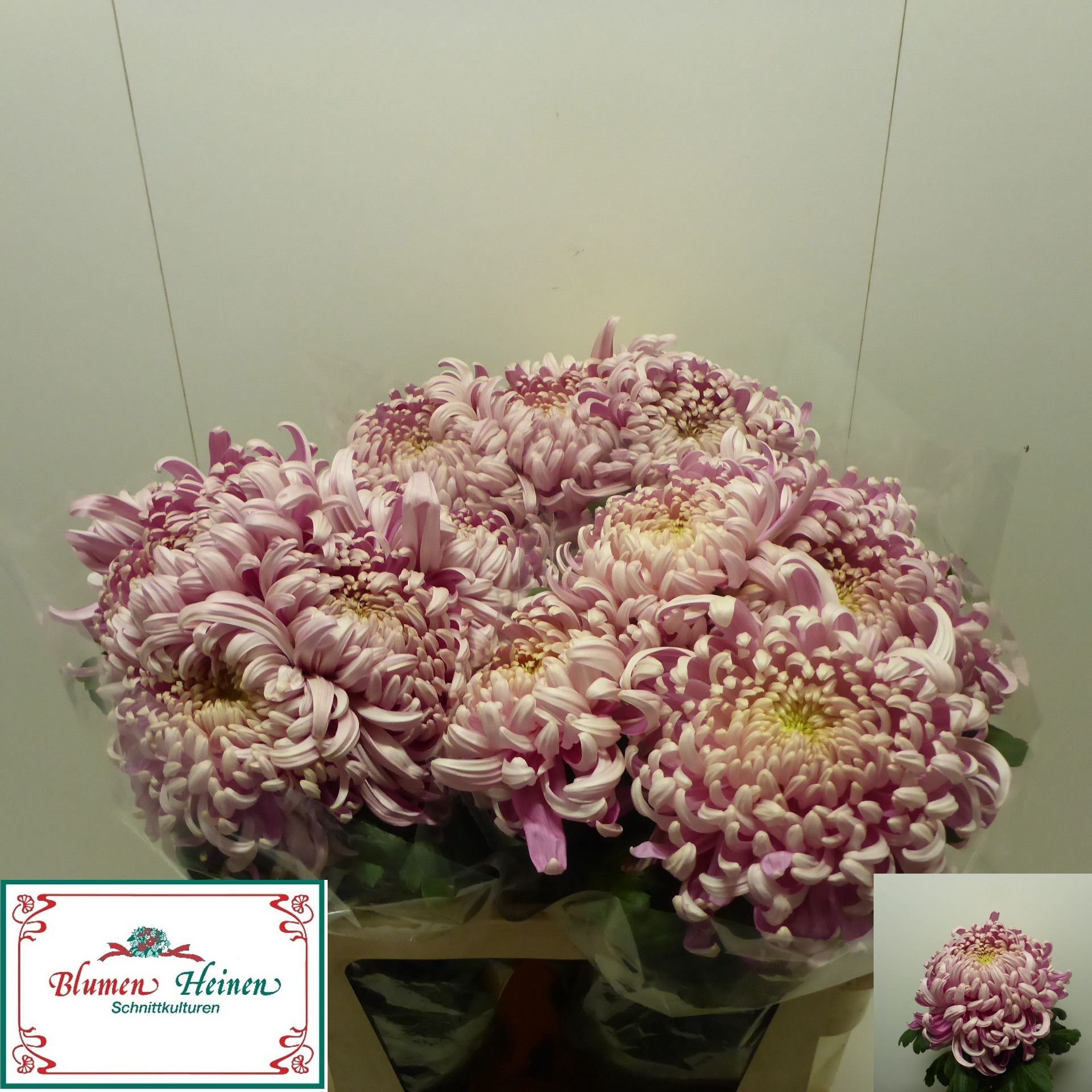 Chrys Single Vienna 70cm 120gram