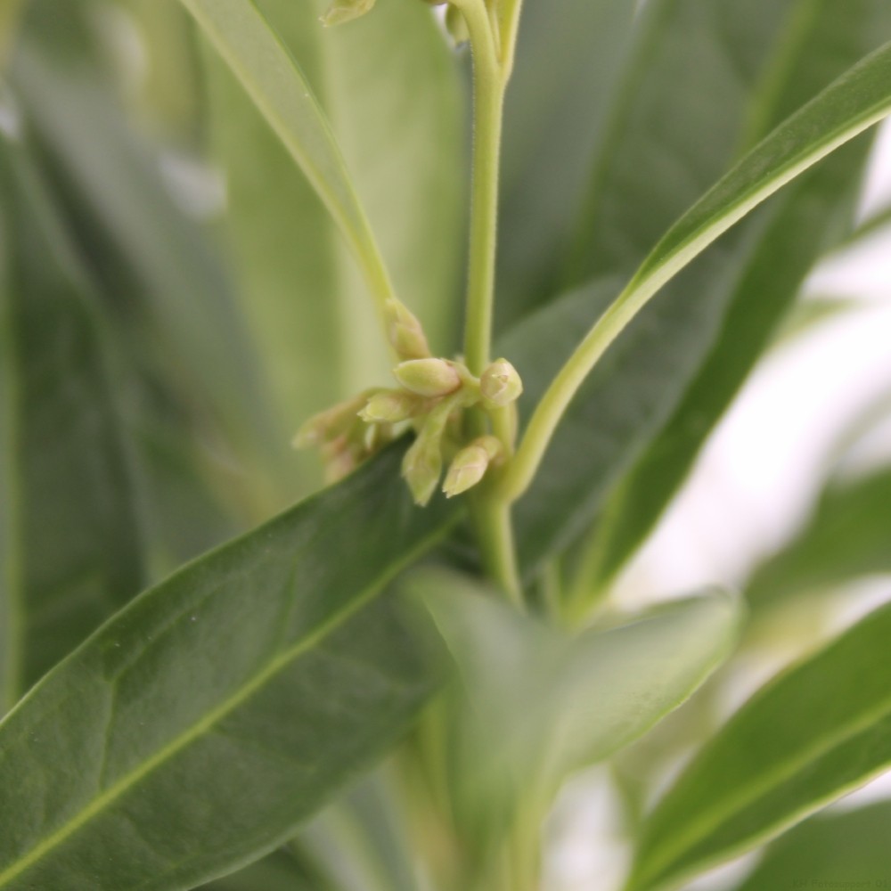 Picture of sarcococca 'Fragrant Valley' (Sarsid3) PBR