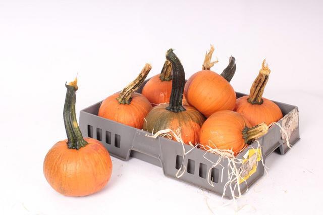 Cuc Maxima Halloween