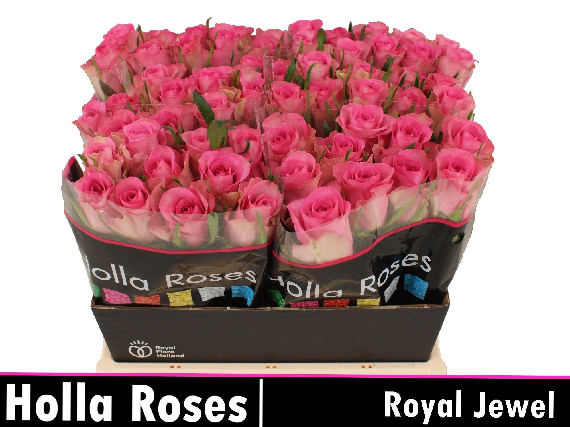 R Gr Royal Jewel
