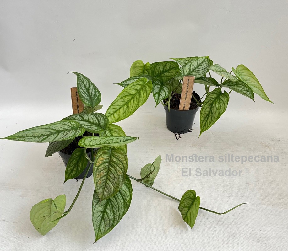 Monstera Siltepecana El Salvador | Gardenline