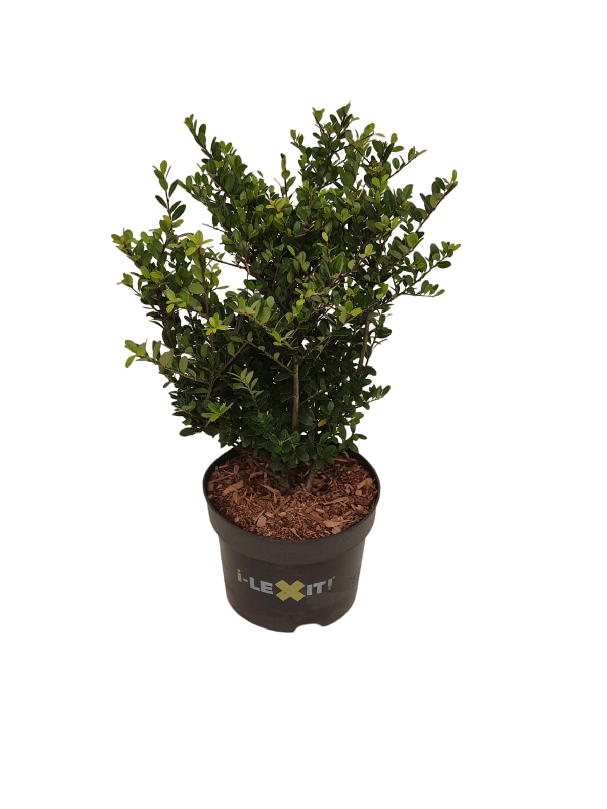 Picture of Ilex crenata Dark Green P17 (2 Ltr) 20/30-cm (LOOSE)