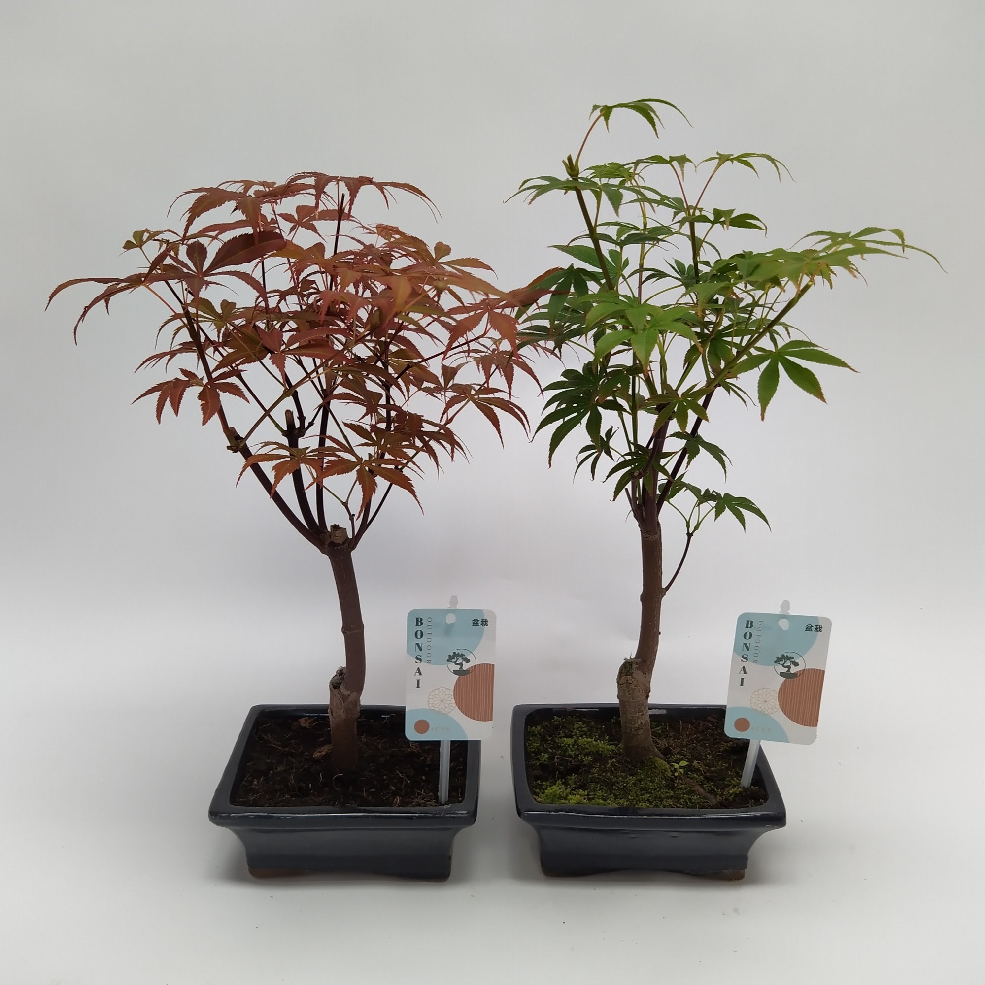 Picture of Bonsai Acer in varieties (outdoor) P15 BONSAI