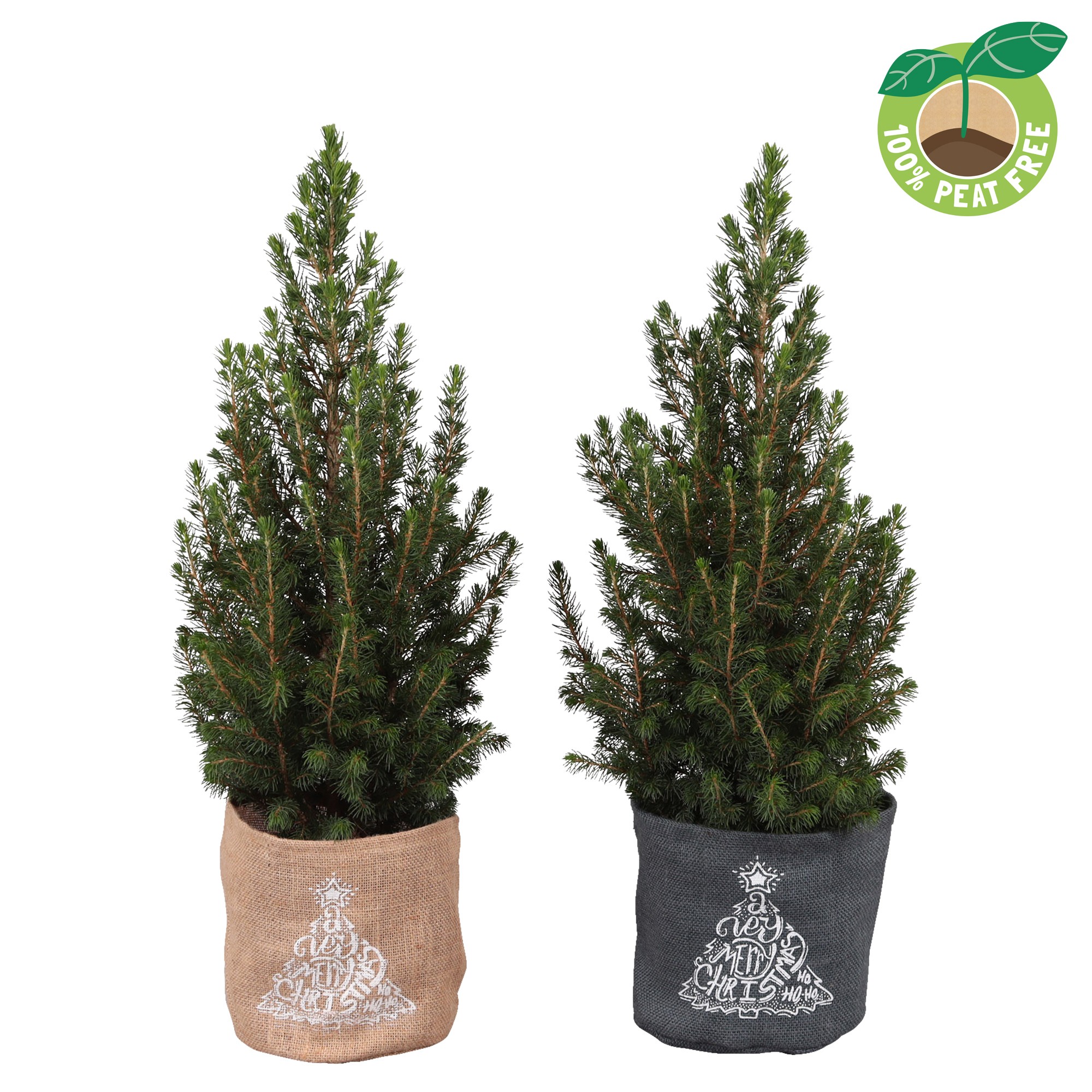 Picture of Picea glauca December (Jute) P17 (2 Ltr) 60CM