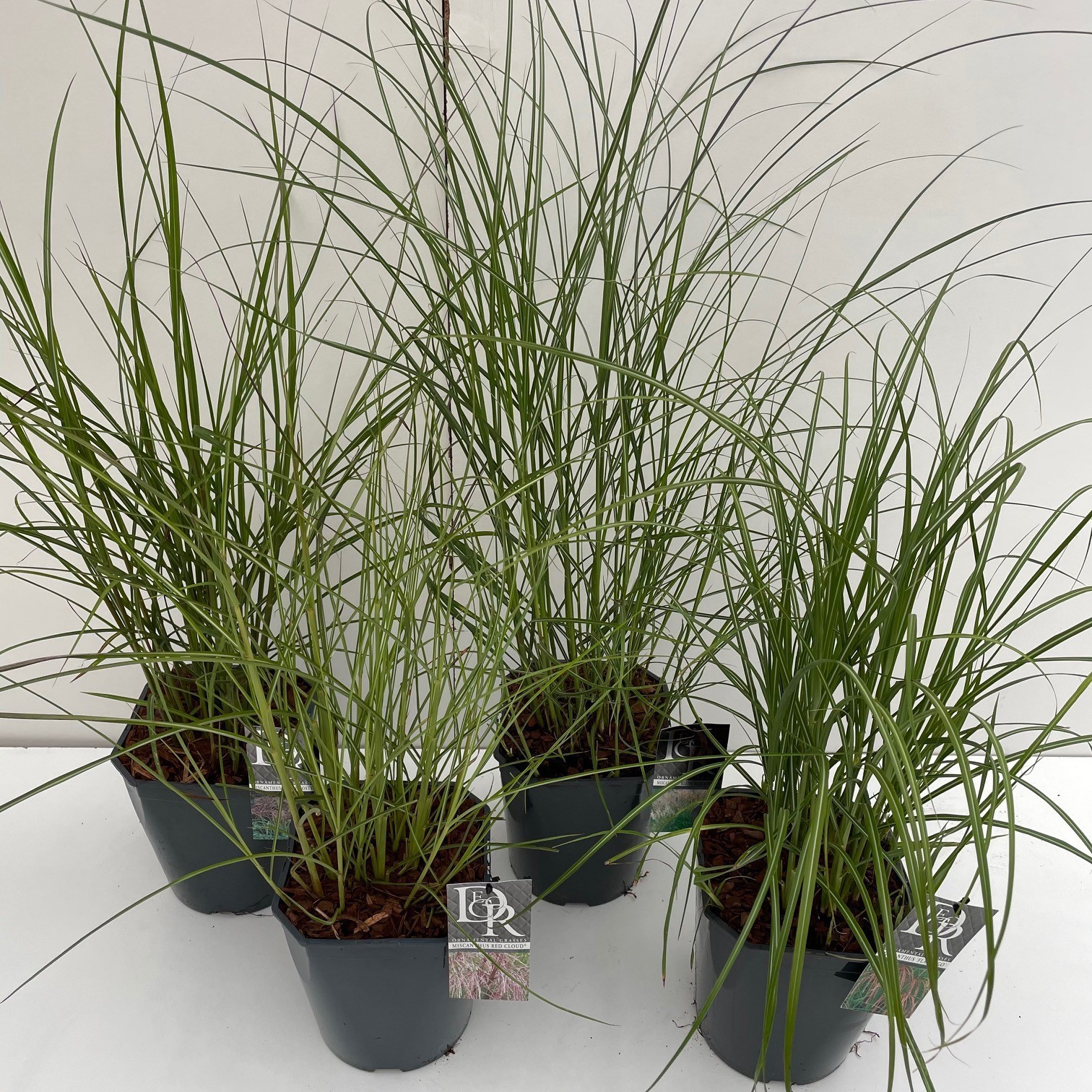 Miscanthus mix