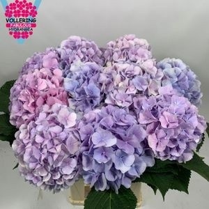 Hydrangea Verena Blue 60cm 16Ø