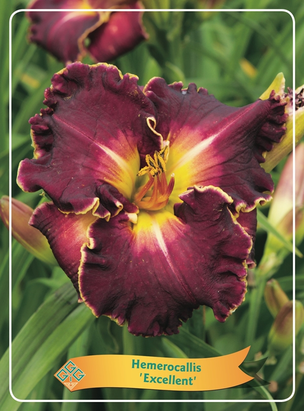 Picture of Hemerocallis Mix 6x10 srt. per shelve P11