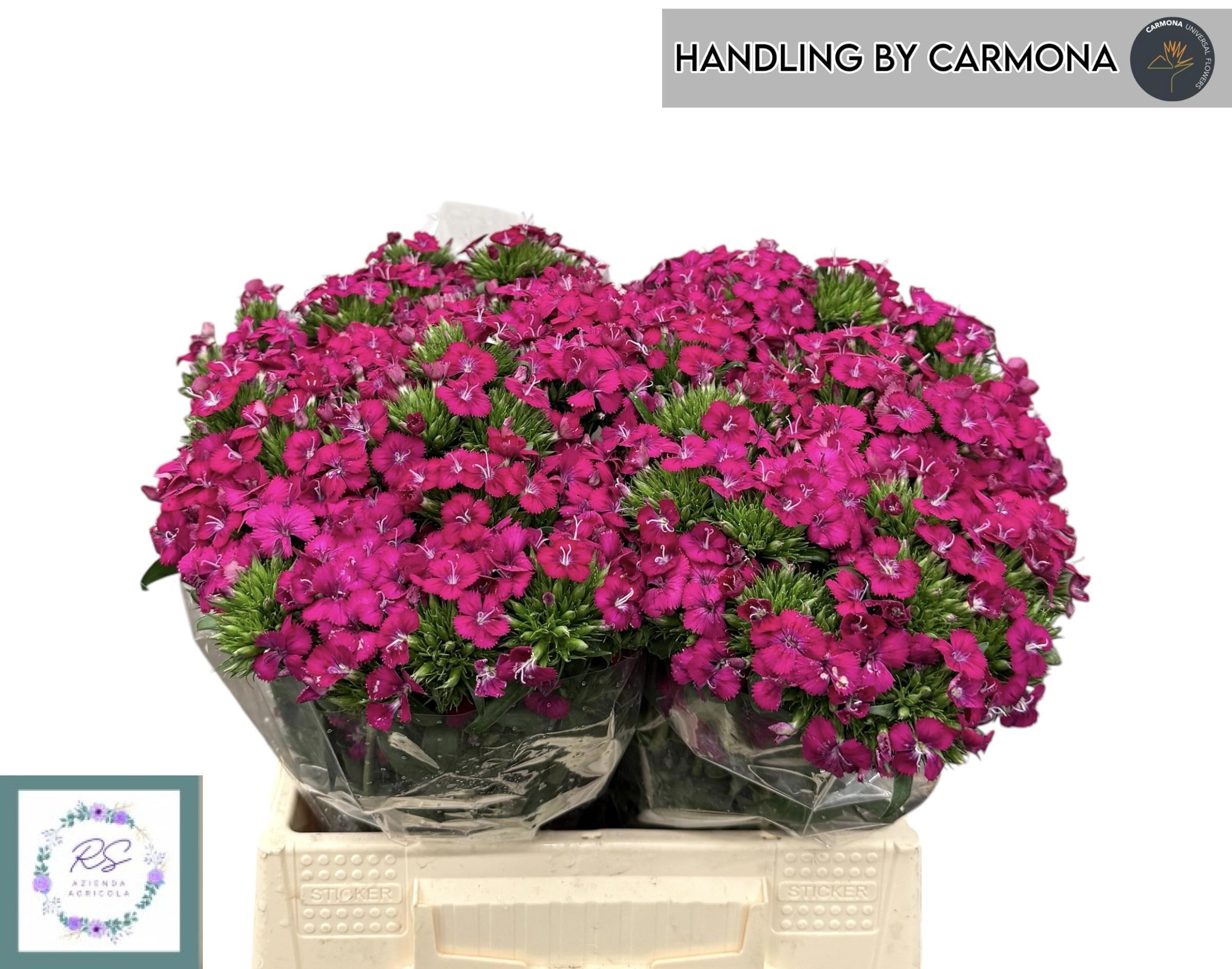 Dianthus Barb Neon Cherry 40cm