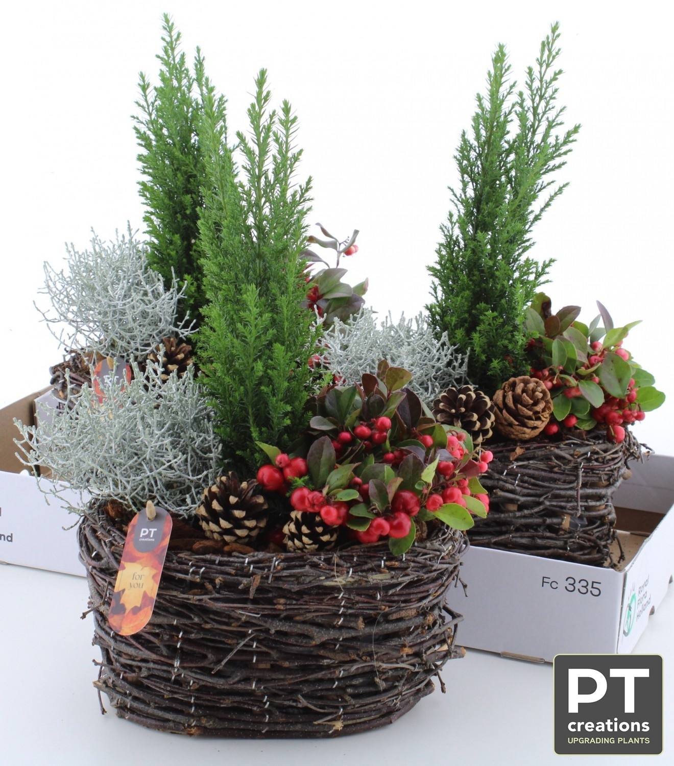 Arr Tuinplanten 24P 44cm 22bloei