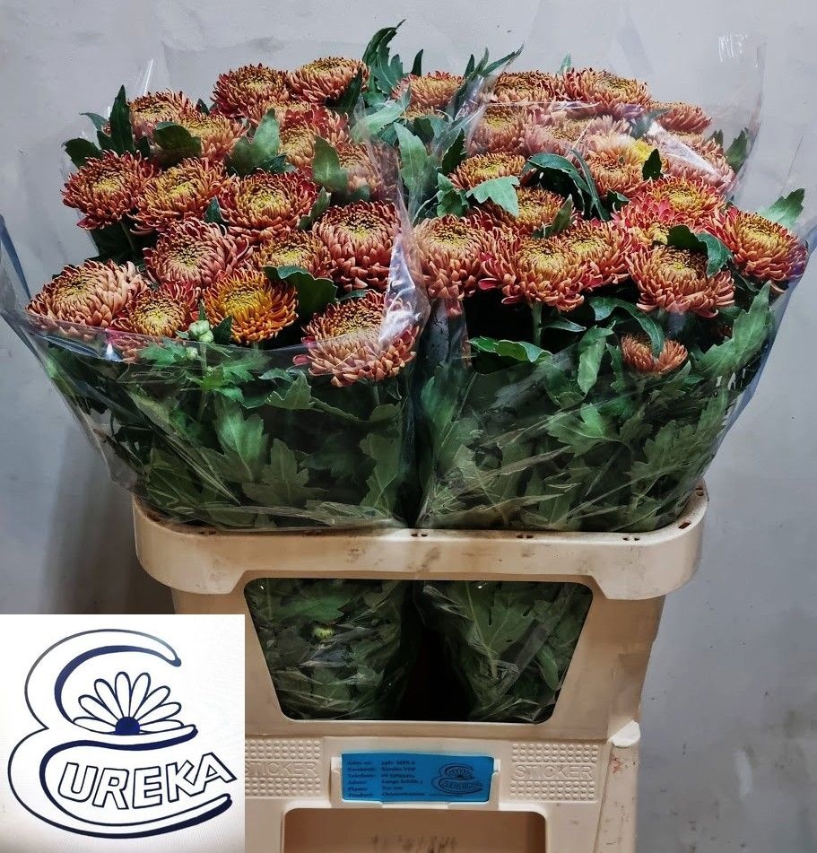 Chr G Bislet Red 80cm 80gram