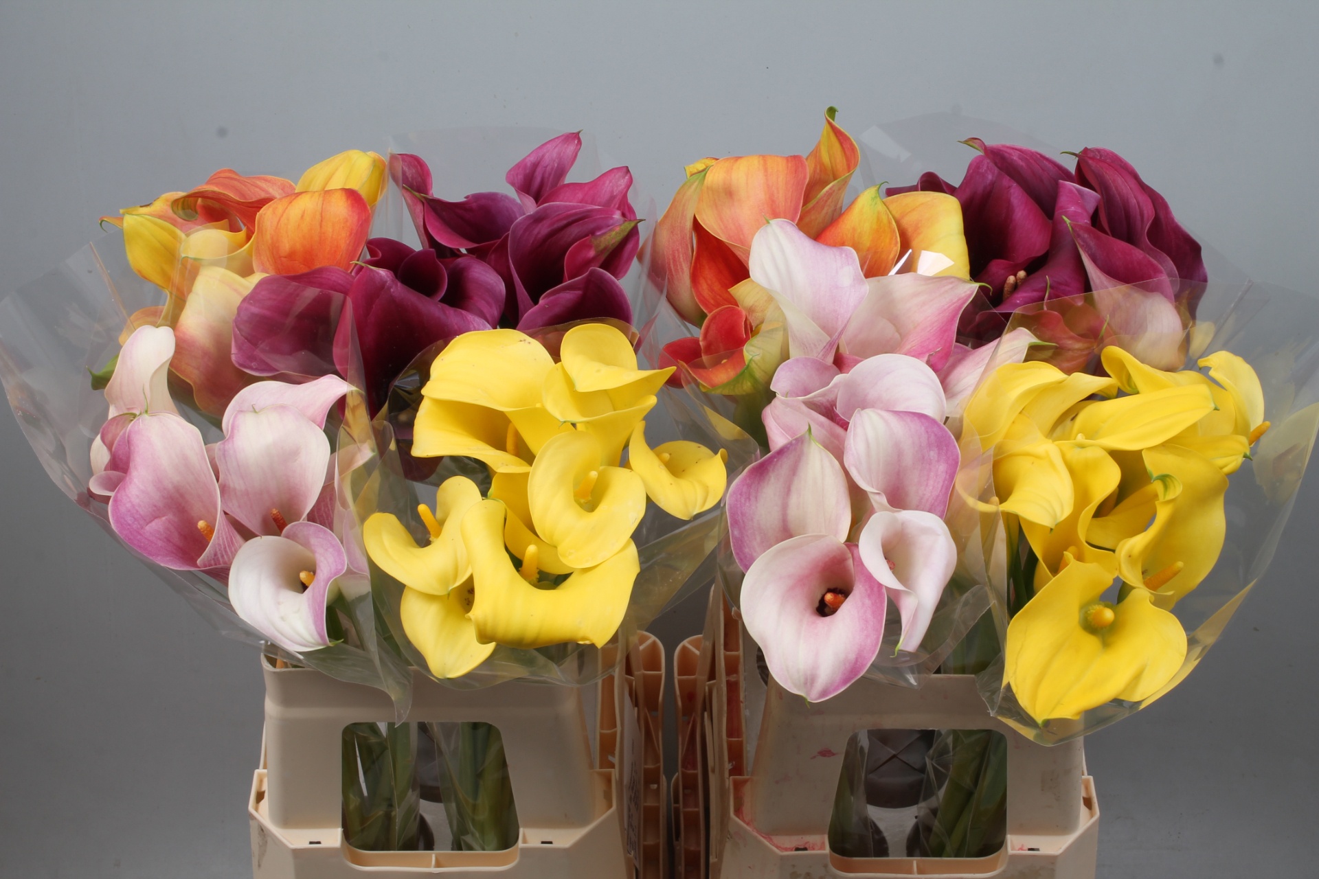 Calla Assorted 60cm