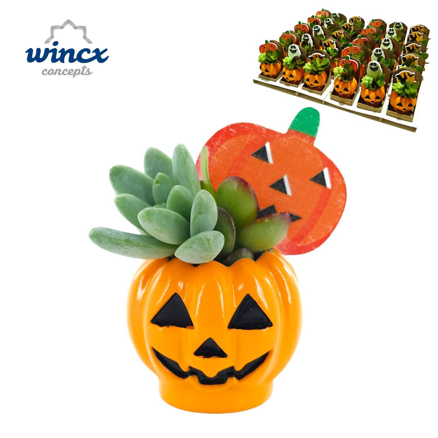 Arr Succulenten 503P 9cm