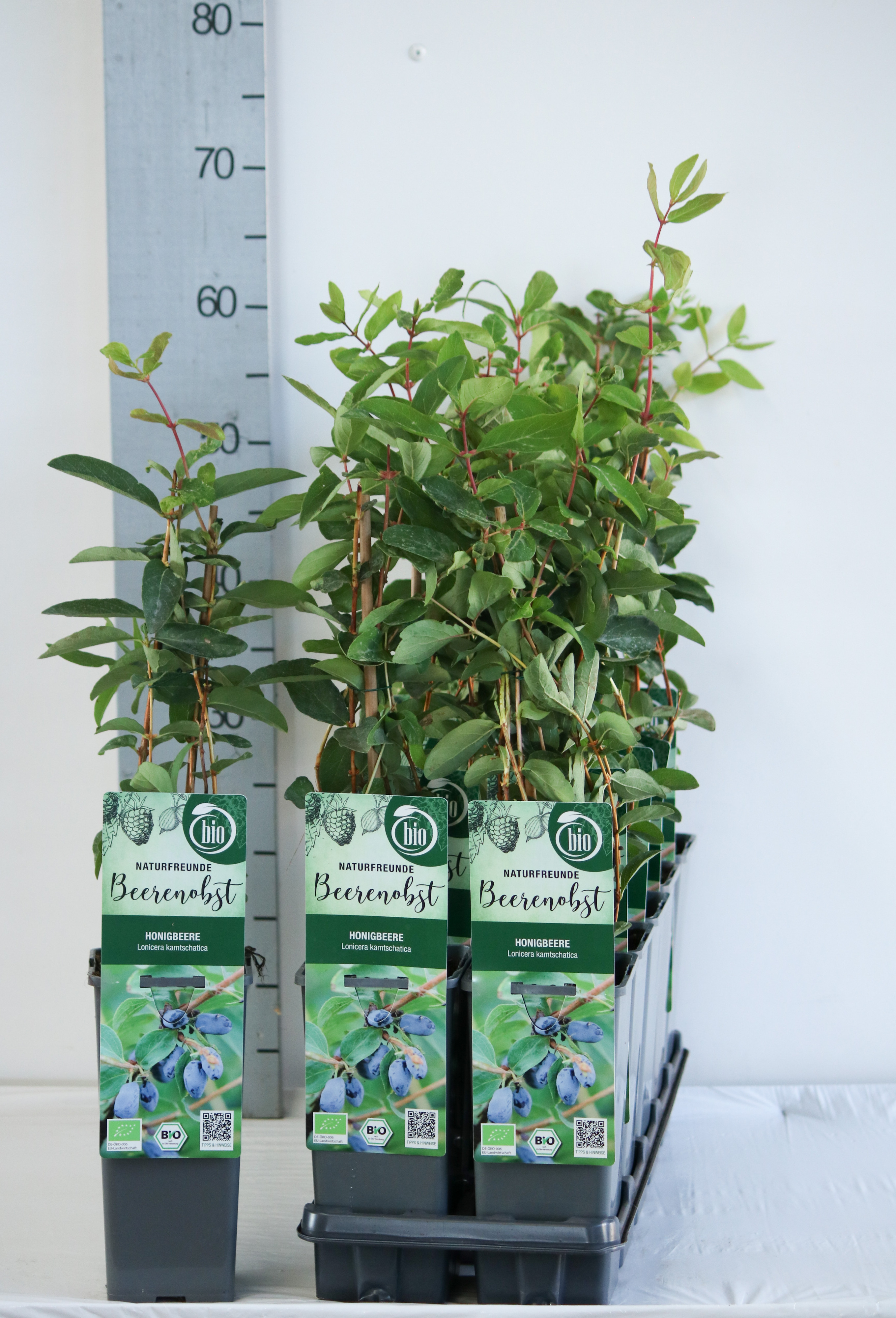 Lonicera caerulea kamtschatica bio
