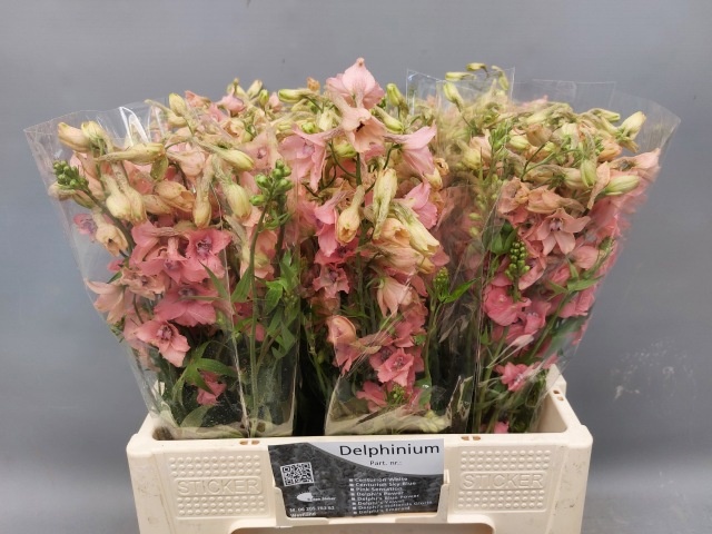 Delphinium Be Pink Sensat 60cm