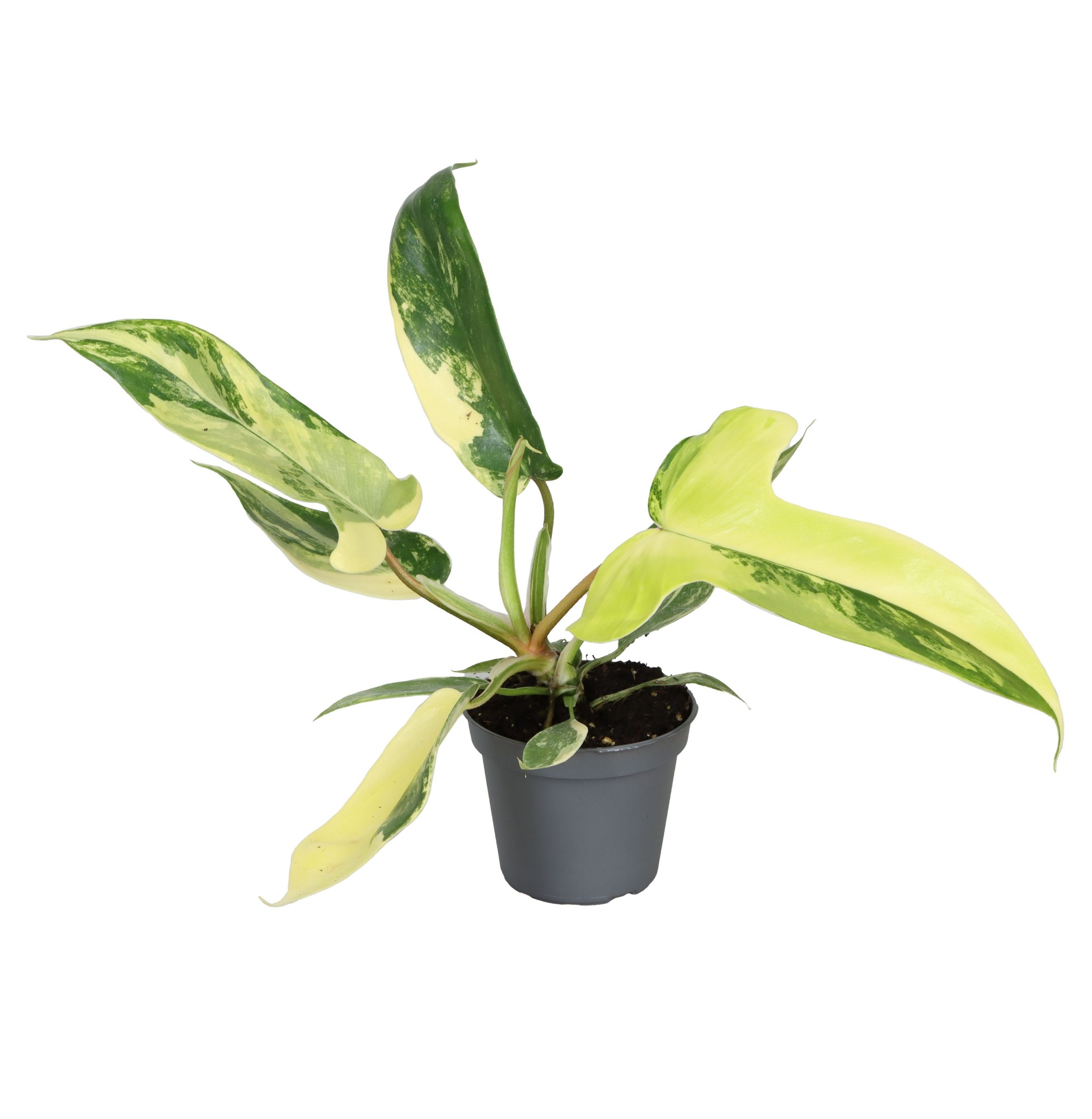 Picture of Philodendron Florida Beauty P6 13CM