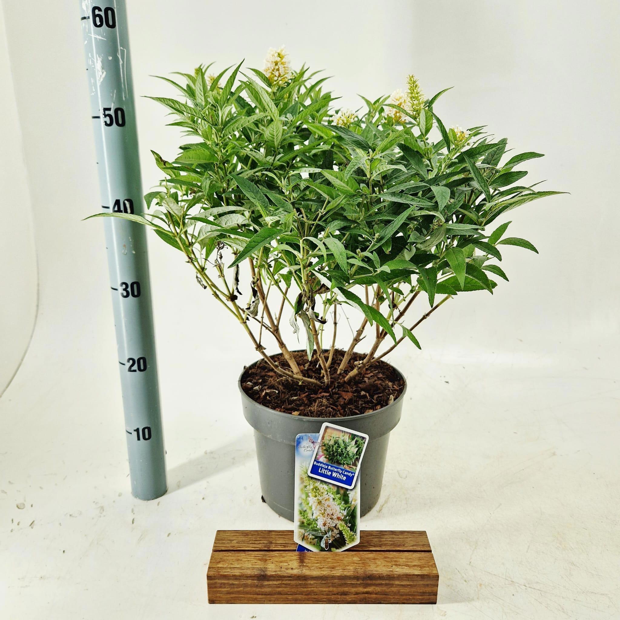 Buddleja d. Butt. Candy® Little White ('BotEx 003'PBR)