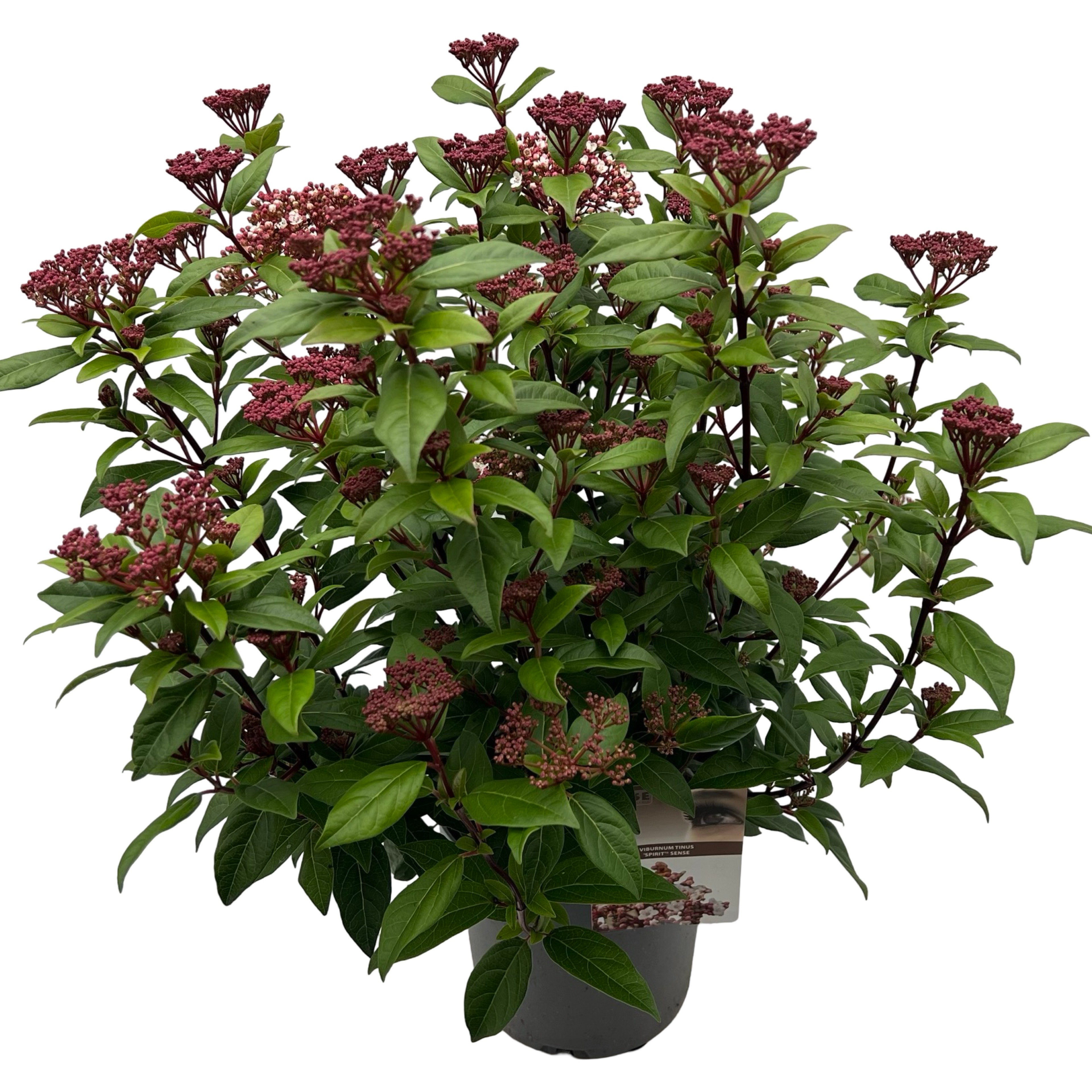 Picture of Viburnum tinus 'Spirit' sense