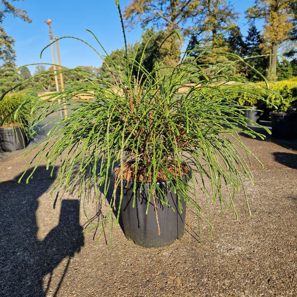 Picture of Thuja plicata Whipcord C6 30/35 (LOOSE)