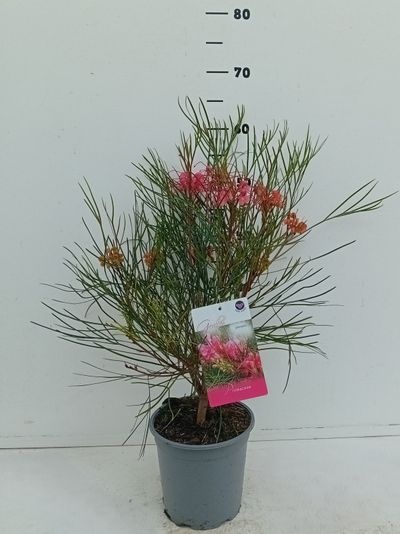 Grevilleo johnsonii