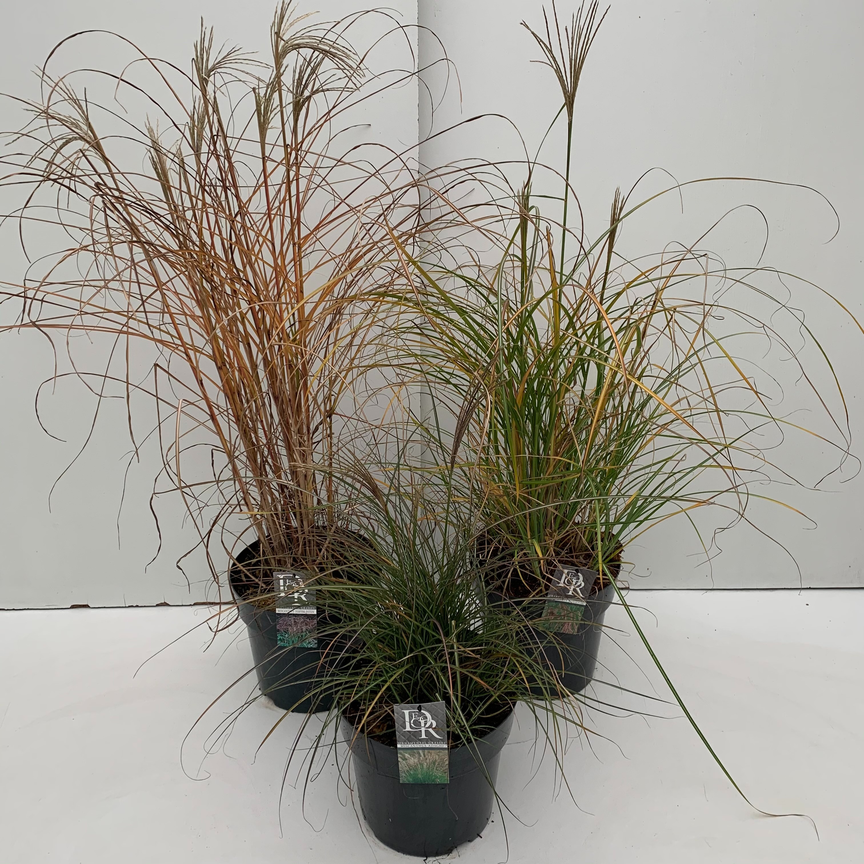 Picture of Miscanthus in varieties P29 (10 Ltr) (LOOSE)