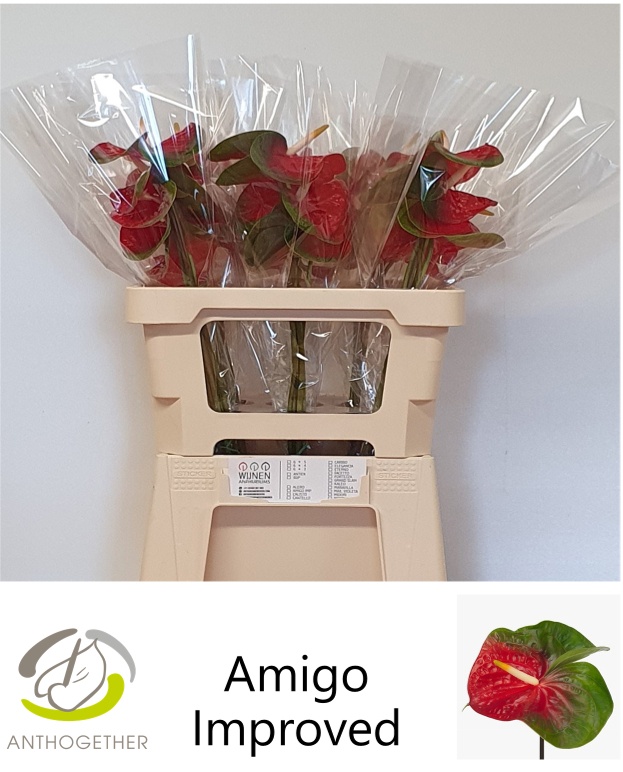 Anthurium Amigo Improved 9Ø