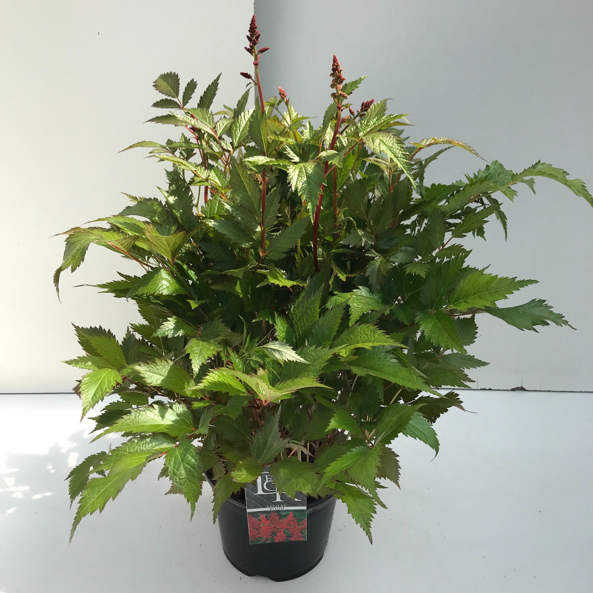 Picture of Astilbe rood P19 (3 Ltr)