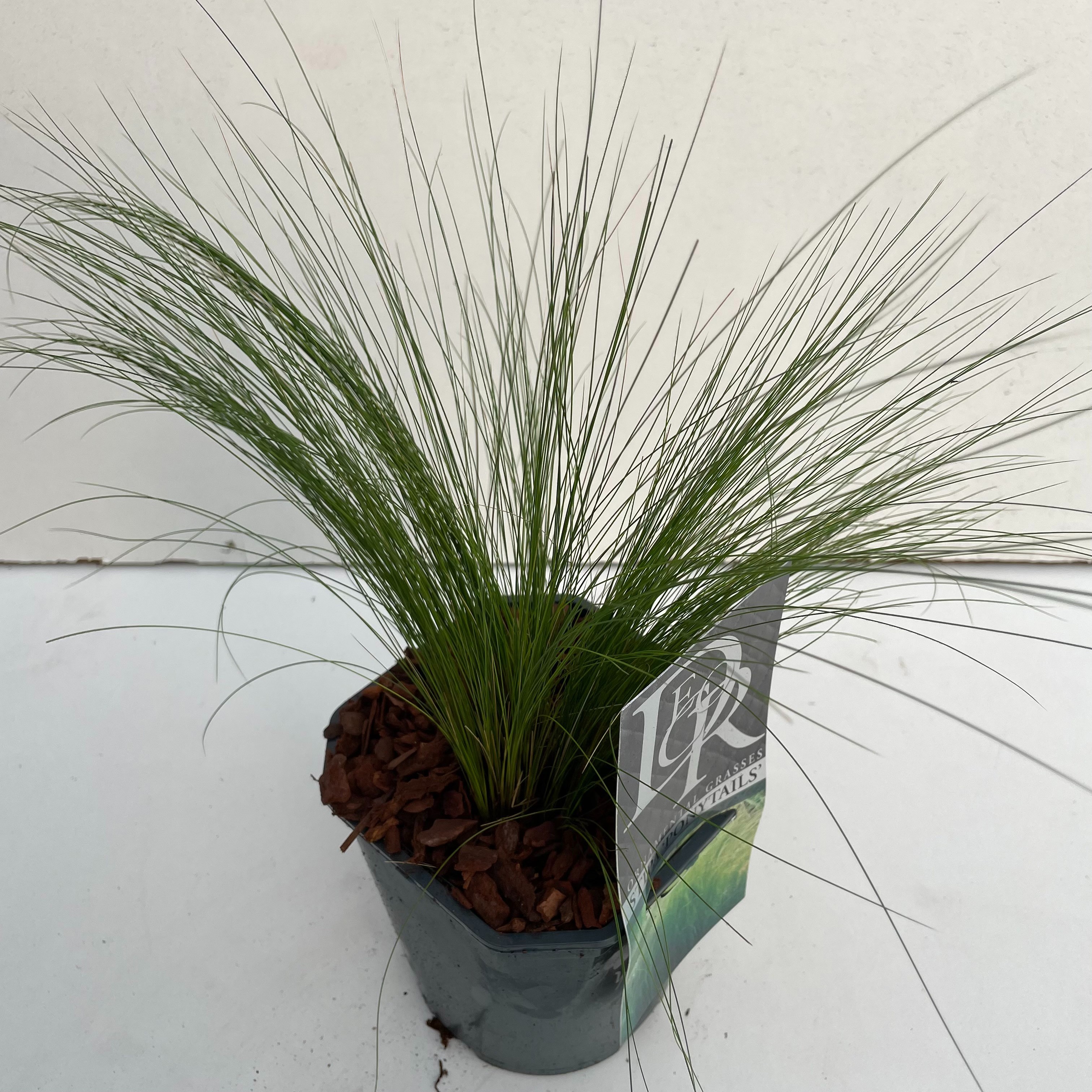 Stipa tenuissima 'Ponytails'