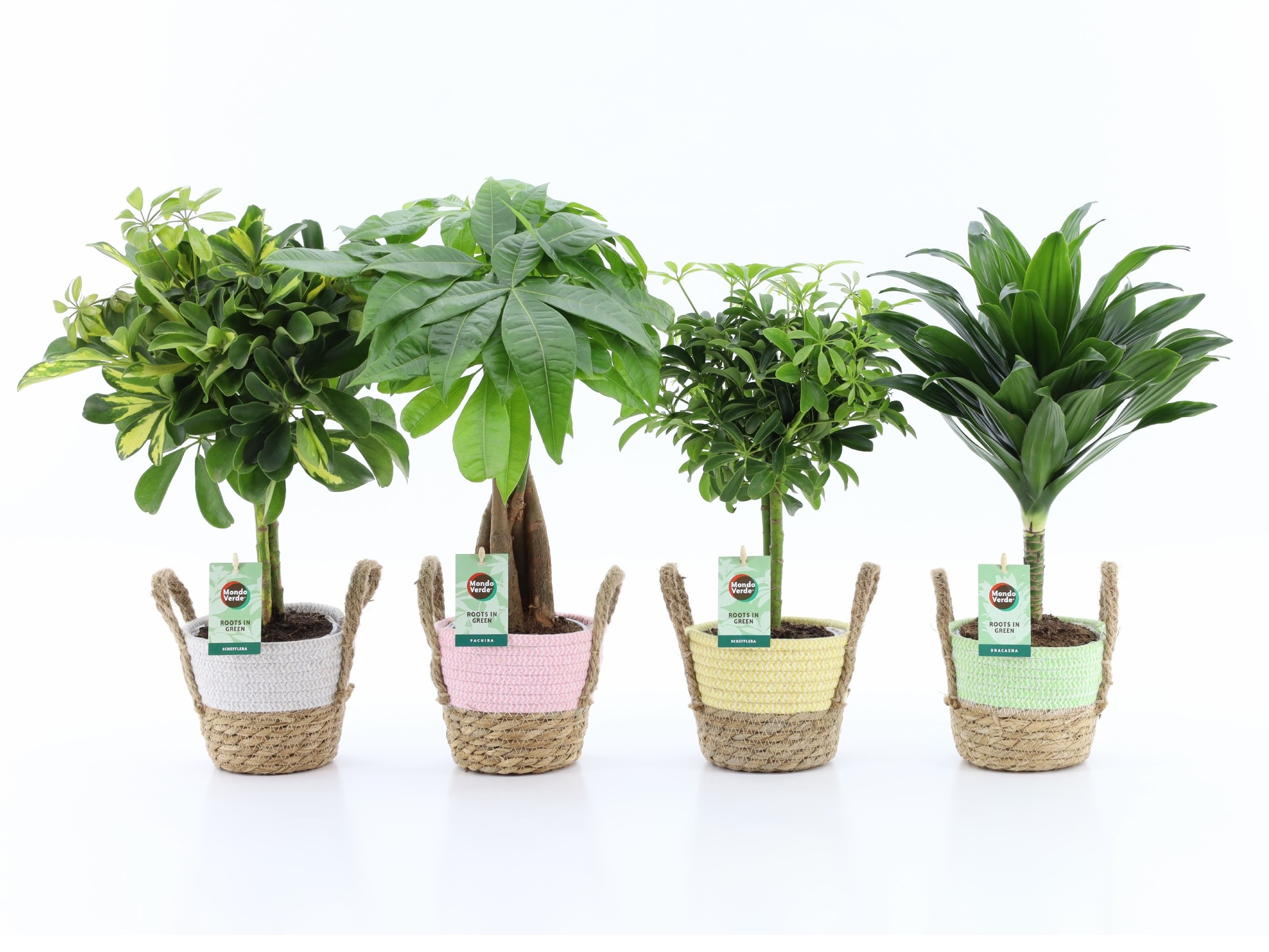 Picture of Houseplants Stems in varieties in Noah Pastel pot P14 45cm