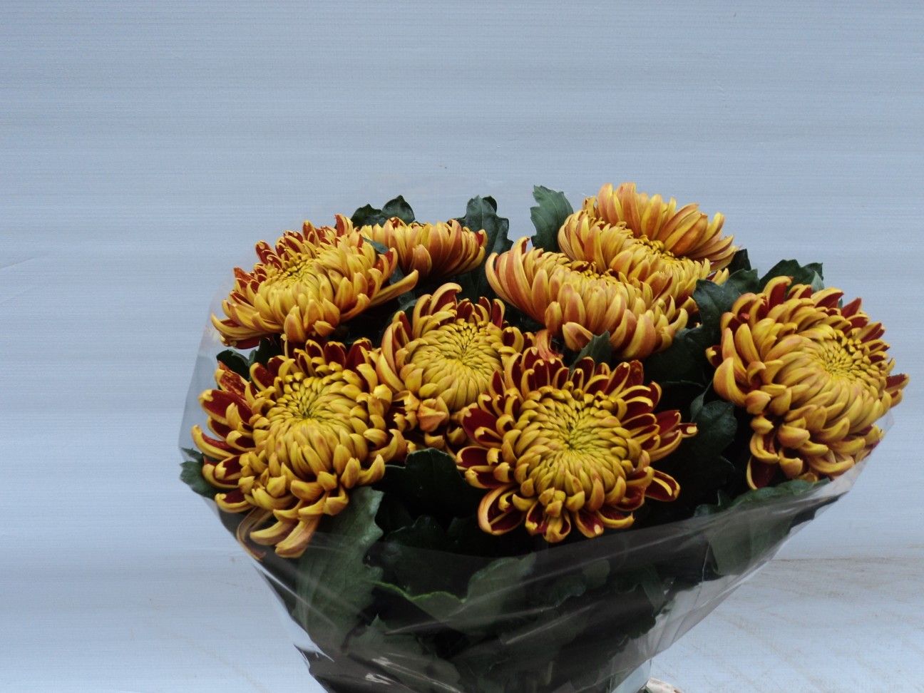 Chrys Single Fuego 70cm 85gram