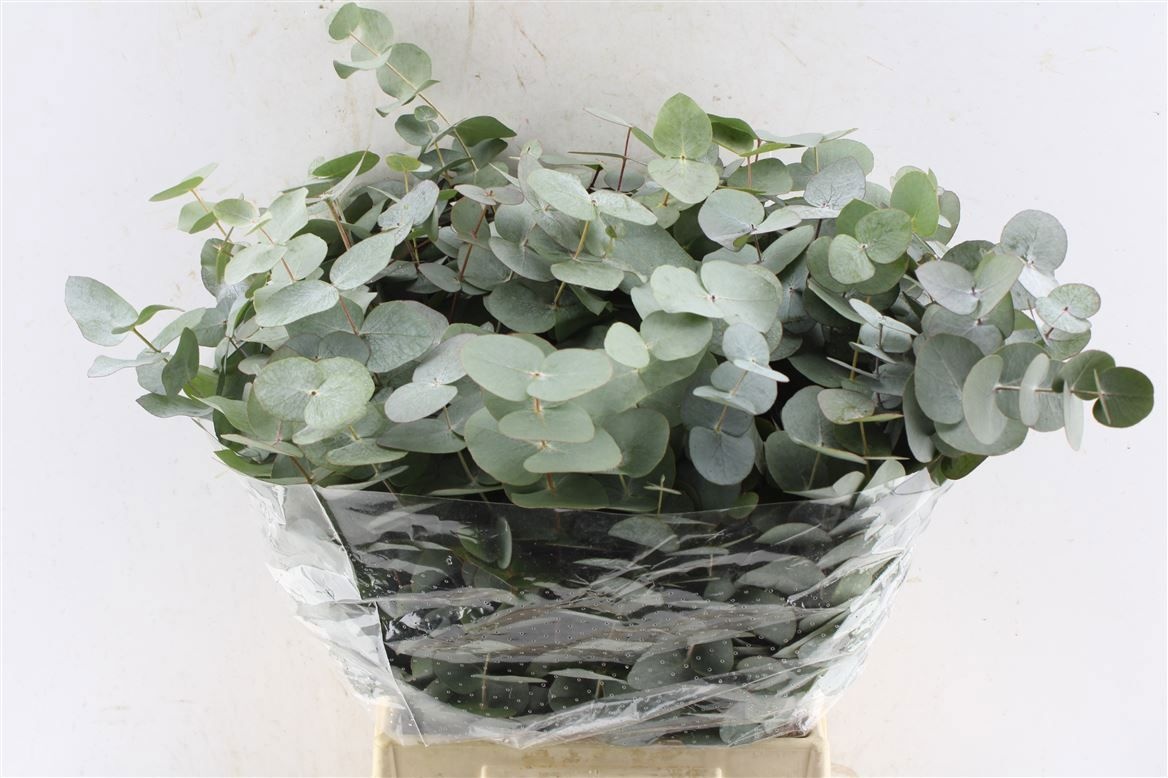 Euc Cinerea Per Bos 70L.cm 200gram