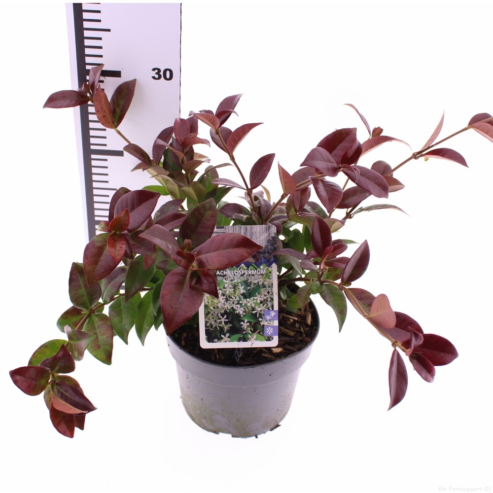 Picture of Trachelospermum 'Winter Ruby'