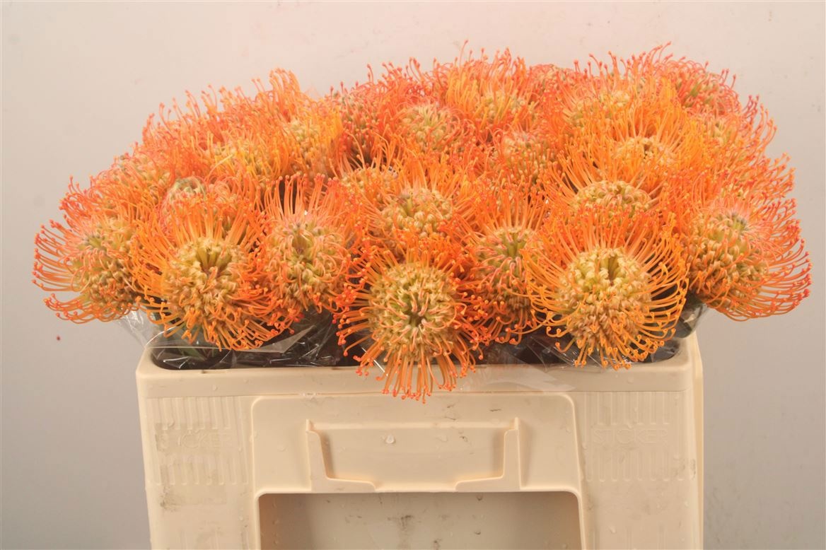 Leuco Queen Juliana 50cm