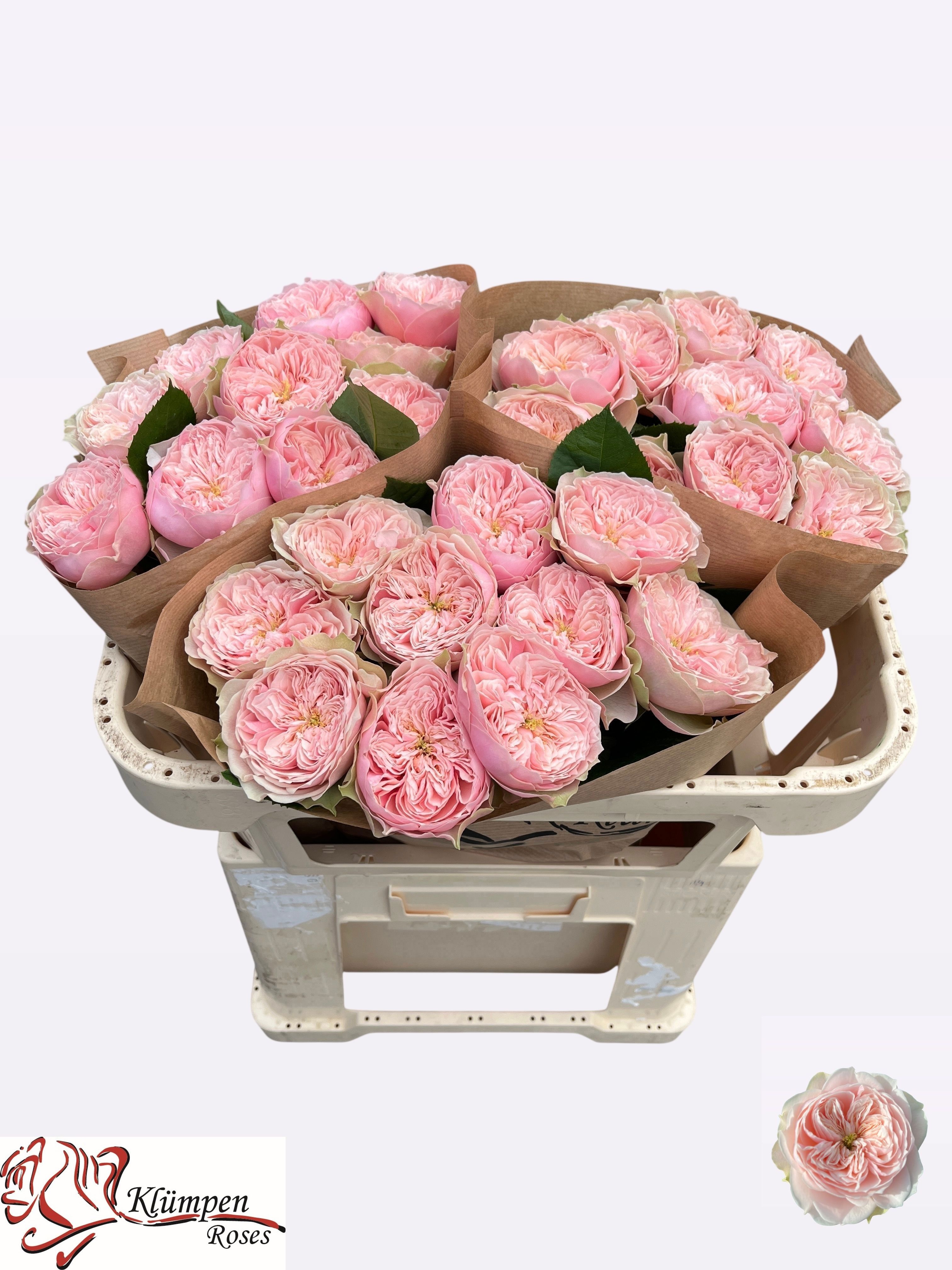 Rosa Garden Tender Love 60cm